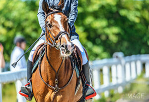 與動物接觸的體驗