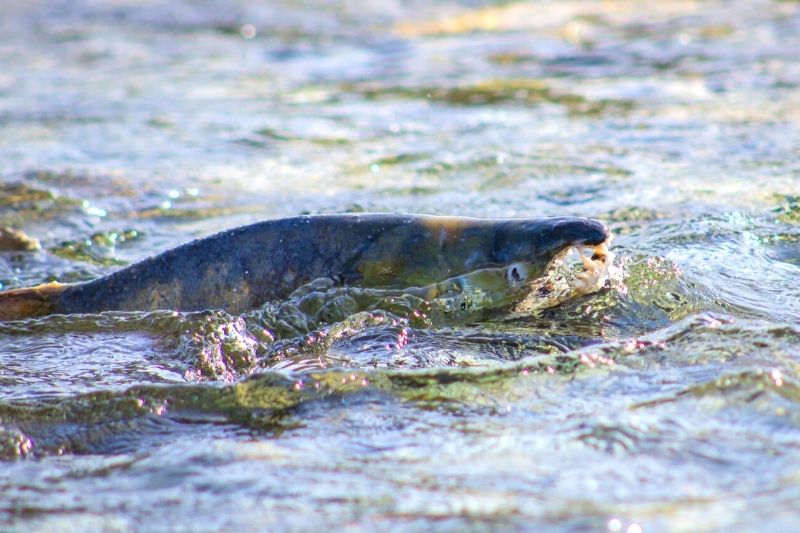 鮭魚的溯上