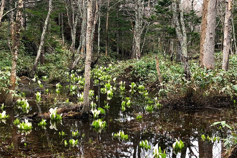 知床五湖的水芭蕉