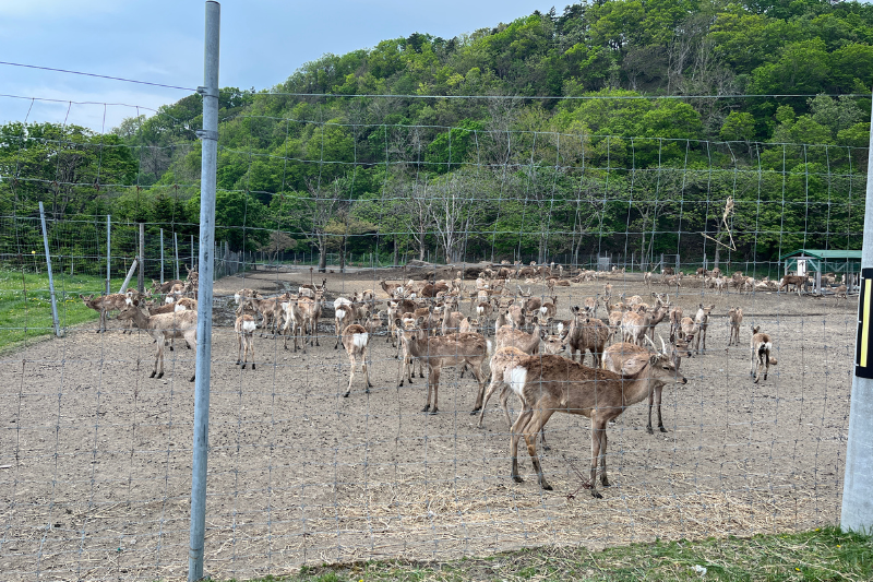 知床北海道梅花鹿農場